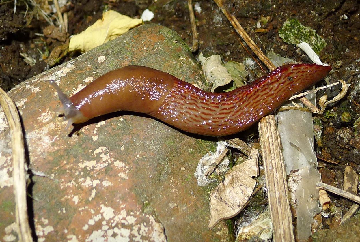 Buon appetito: Limax aldrovandi Moquin-Tandon 1855 e dacampi dal Po (CR)